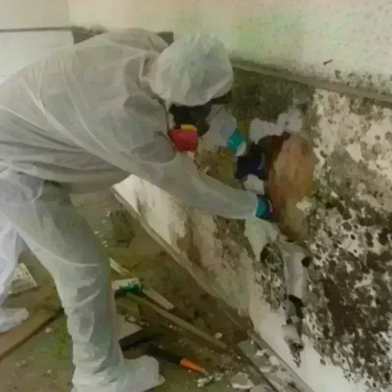 Mold Remediation and Removal in Hattiesburg, MS